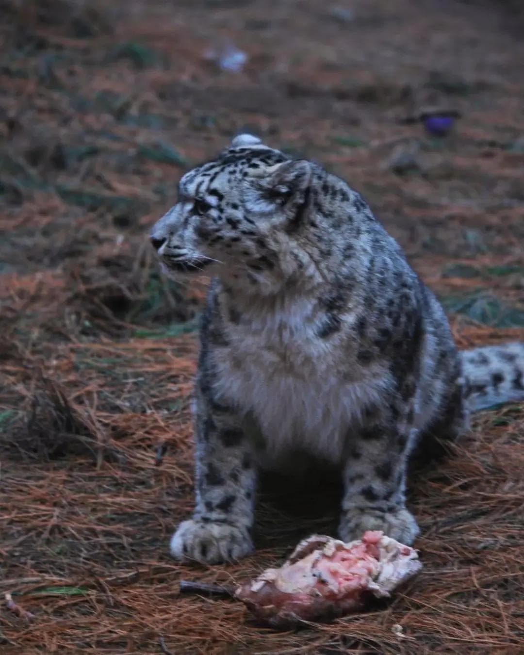 A snow leopard photographed in Naltar Valley near Hunza