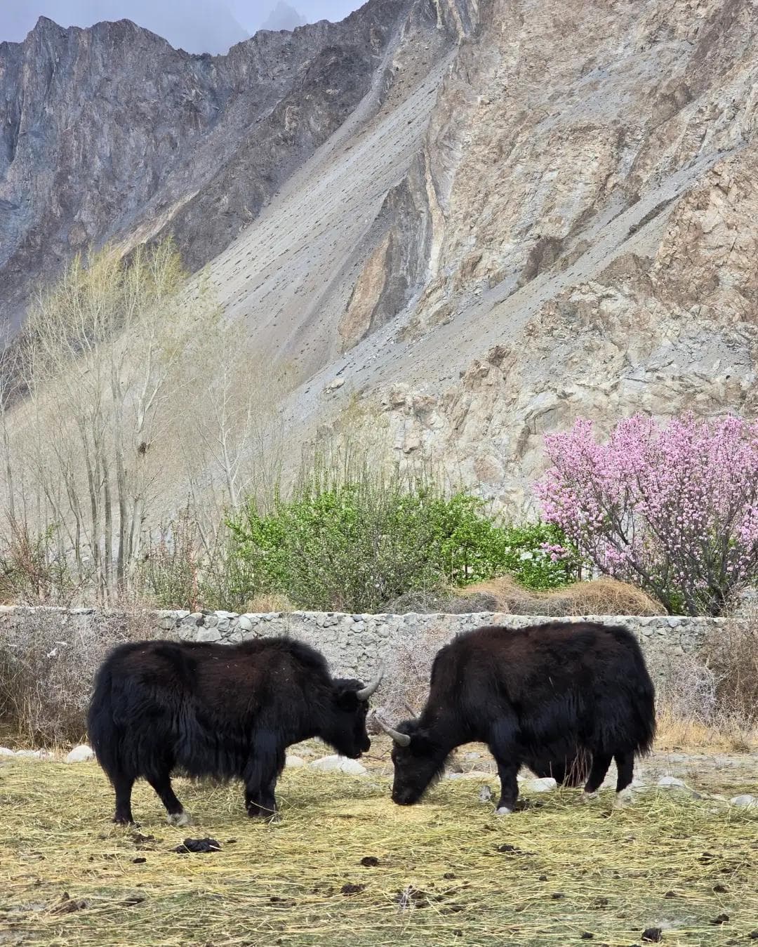 Yaks grazing beneath blossom trees and dry peaks in upper Hunza